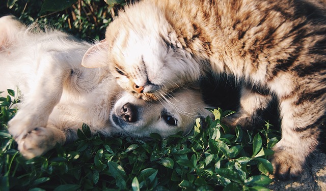 Small Terrier and tabby cat cuddling together on the grass